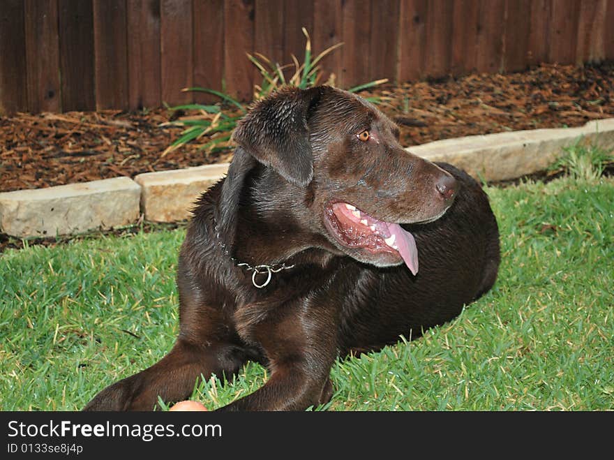 Chocolate Lab relaxing in wet grass following a storm