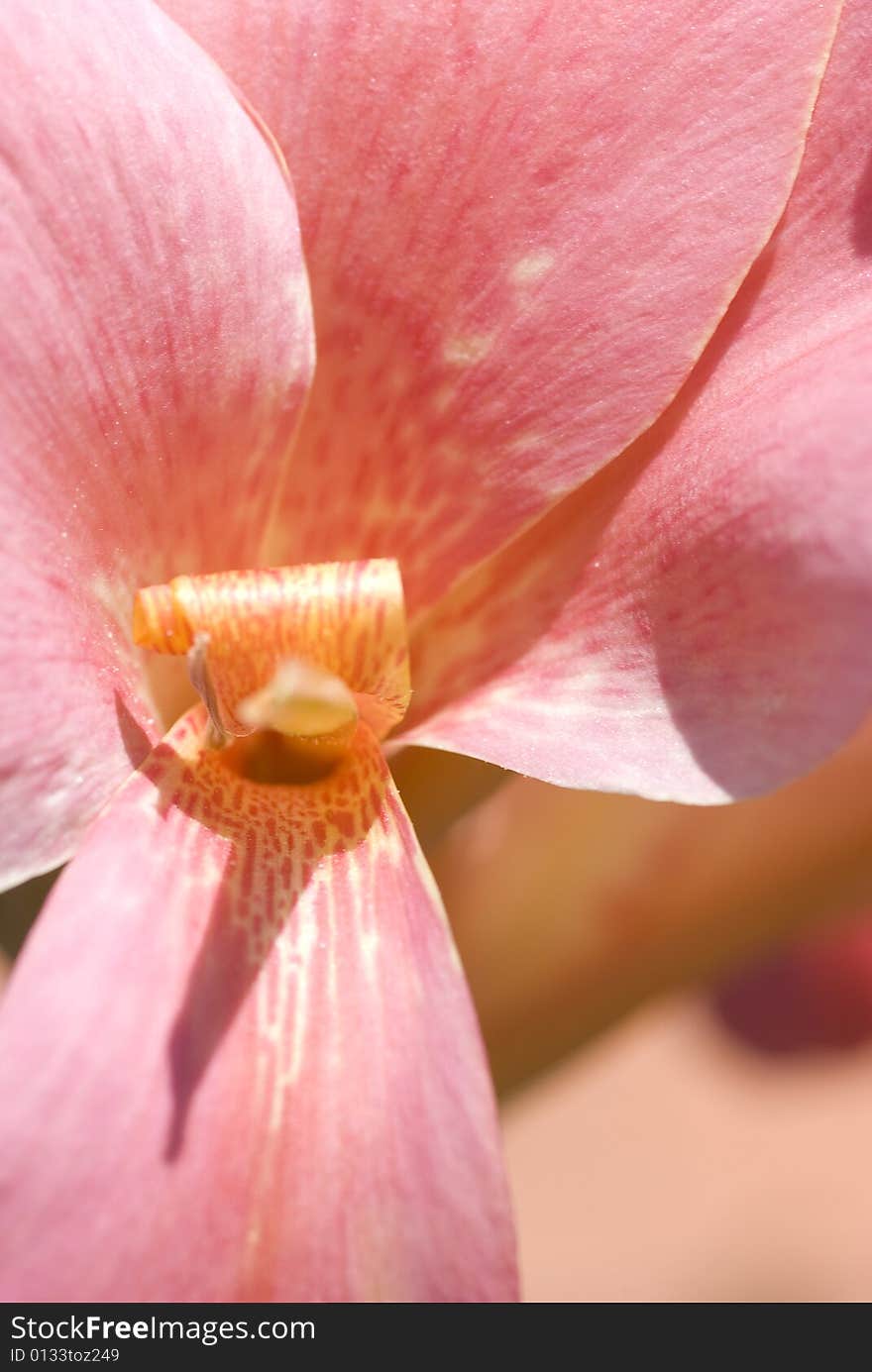 Pink gladiolus