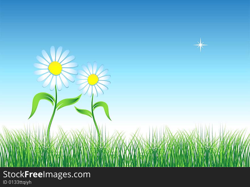 Camomile on green field,  illustration