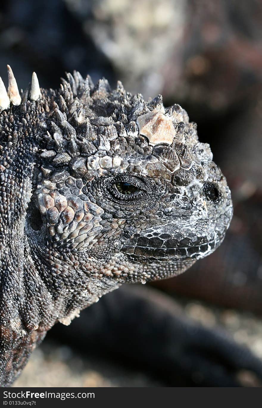 Close Up Marine Iguana on the Galapagos Islands of Ecuador