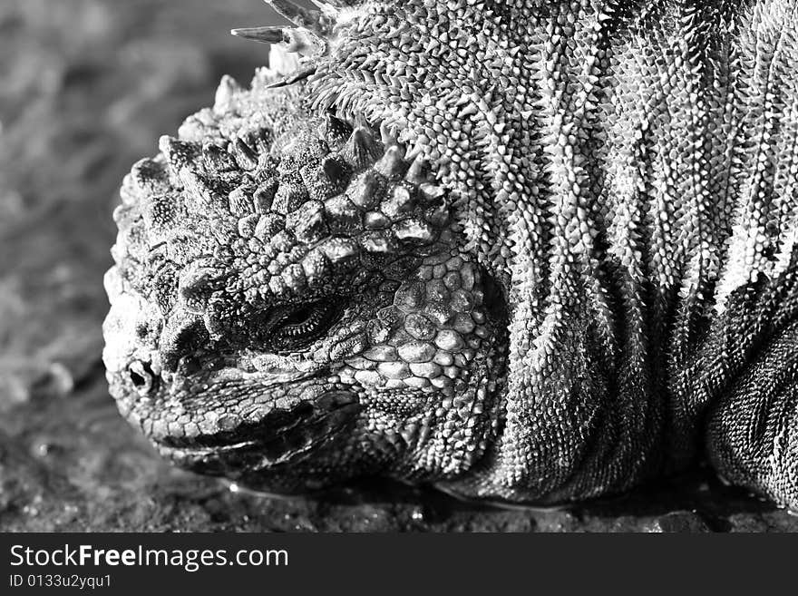 Black & White Marine Iguana closeup headshot