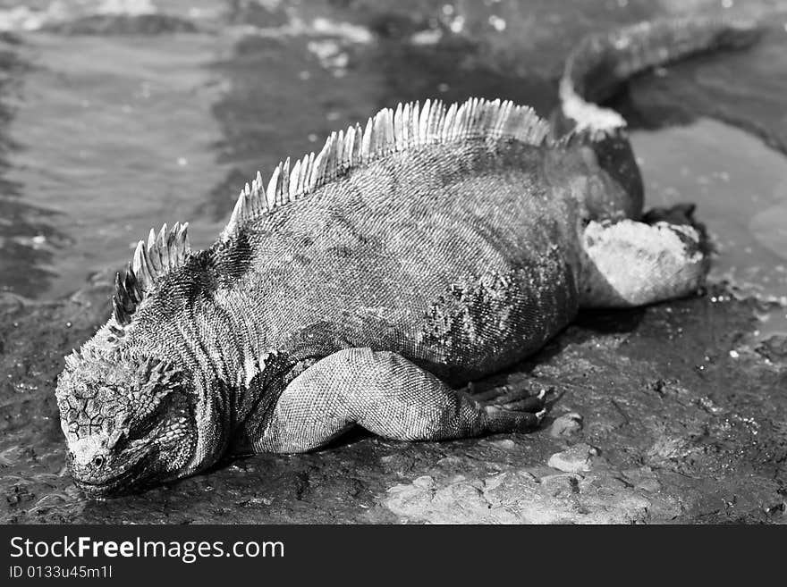 Galapagos Marine Iguana resting in a small pool of water. Galapagos Marine Iguana resting in a small pool of water