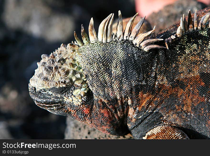 A beautiful marine iguana with his eye closed. A beautiful marine iguana with his eye closed