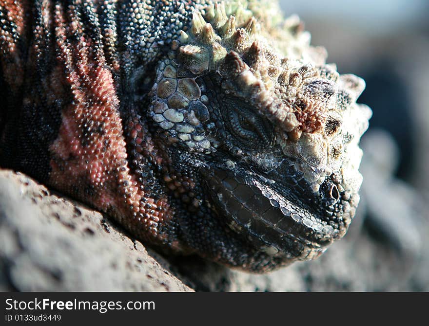 Marine Iguana Close Up