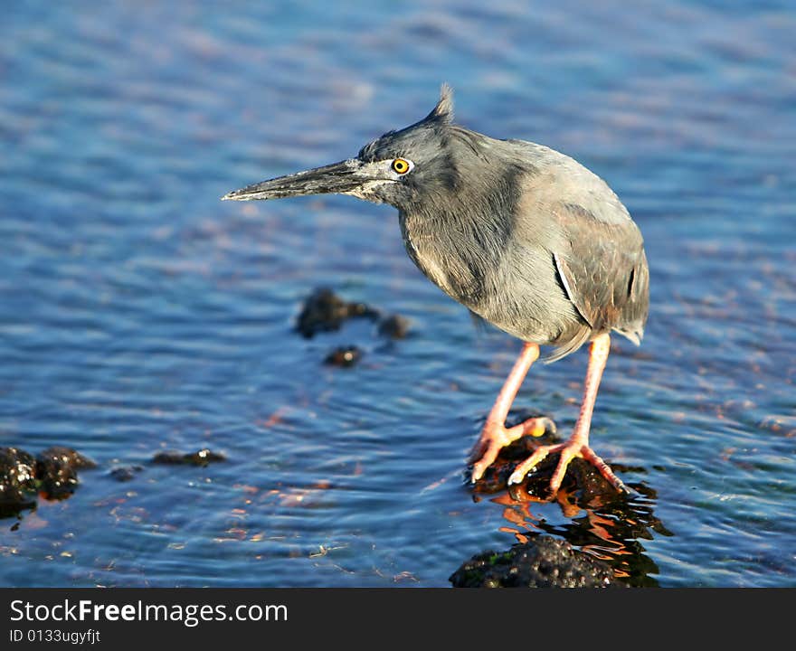 Yellow Crowned Night Heron