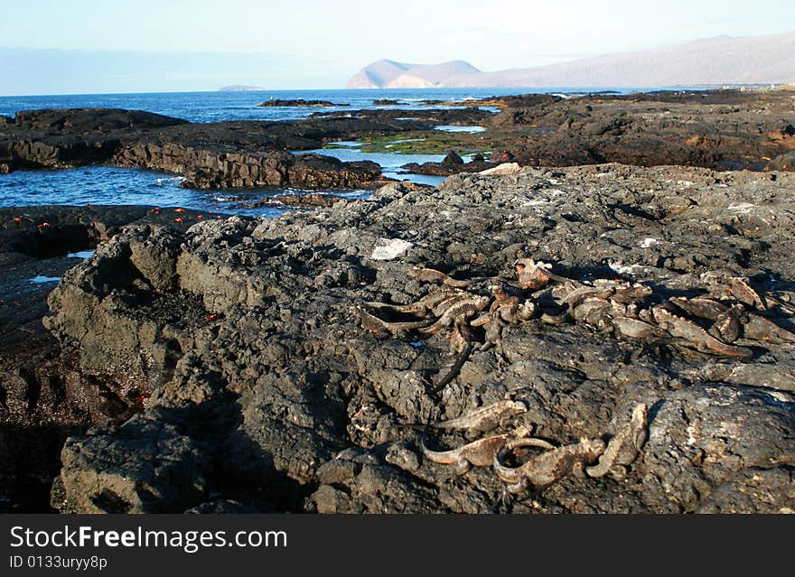 Hundreds of marine Iguanas and Crabs lie on the rocks of this mysterious island. Hundreds of marine Iguanas and Crabs lie on the rocks of this mysterious island