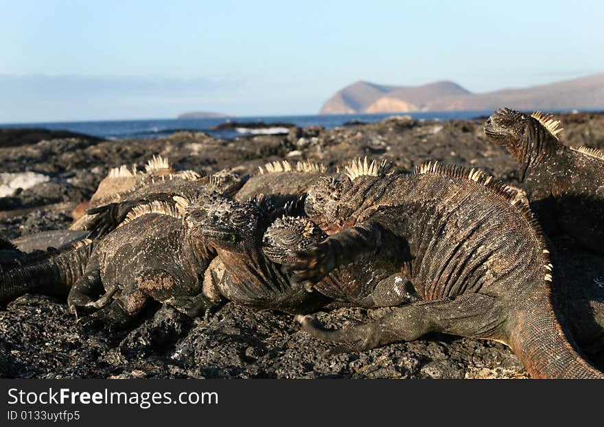 A group of marine iguanas huddles together on the Galapagos Islands. A group of marine iguanas huddles together on the Galapagos Islands