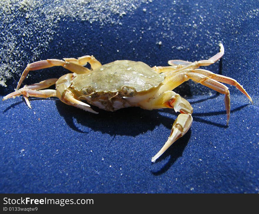 The crab has got tired to plough a sea-bottom and has decided to have a rest on a land. The crab has got tired to plough a sea-bottom and has decided to have a rest on a land