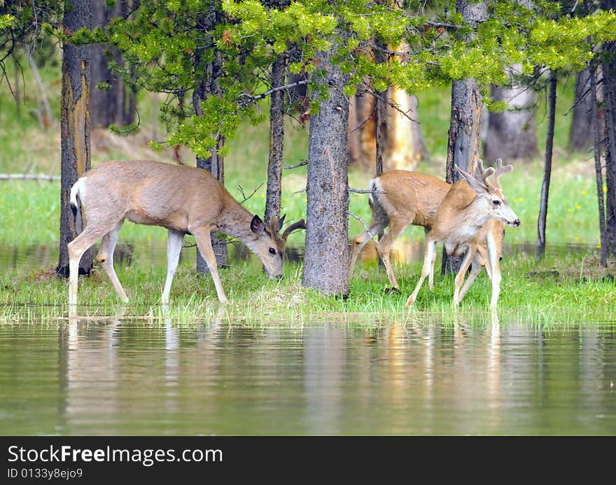 Mule Deer near the water