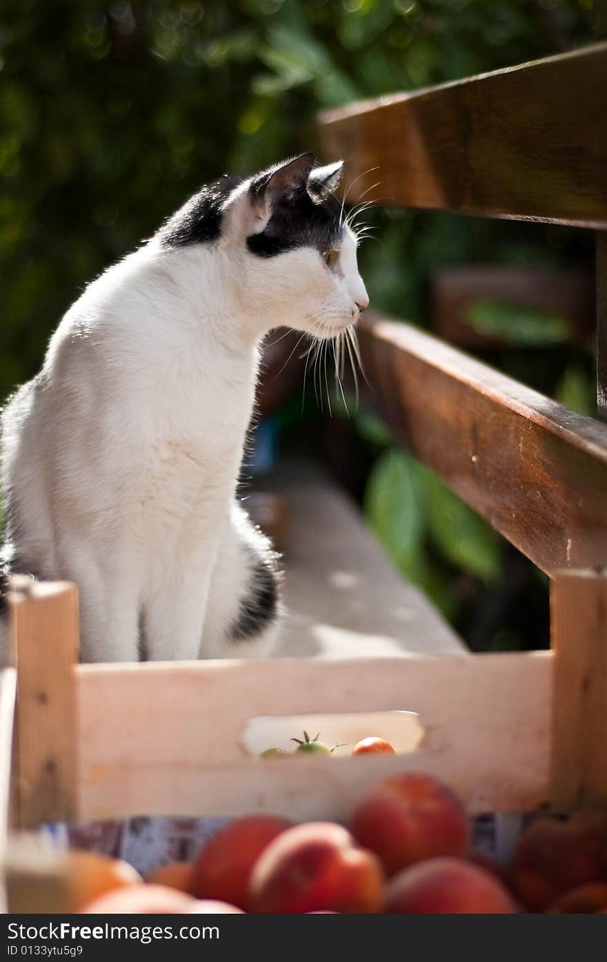 A cat staring through a fencing. A cat staring through a fencing