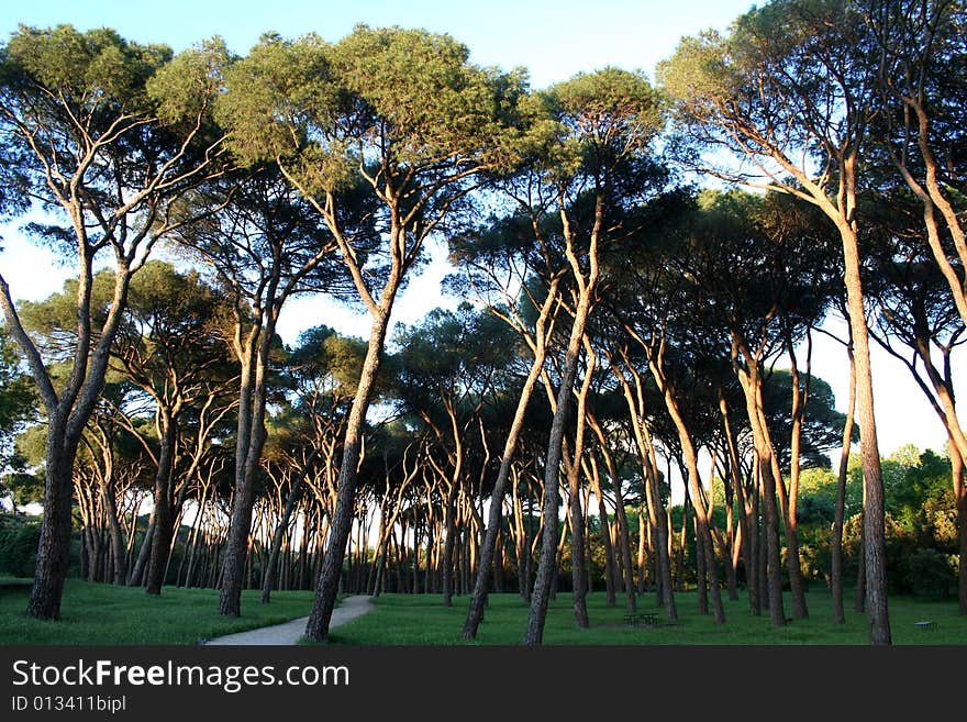 Forest in a sunny afternoon