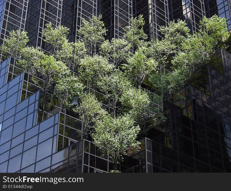 Trees growing on a skyscraper in Manhattan, New York City. Trees growing on a skyscraper in Manhattan, New York City.