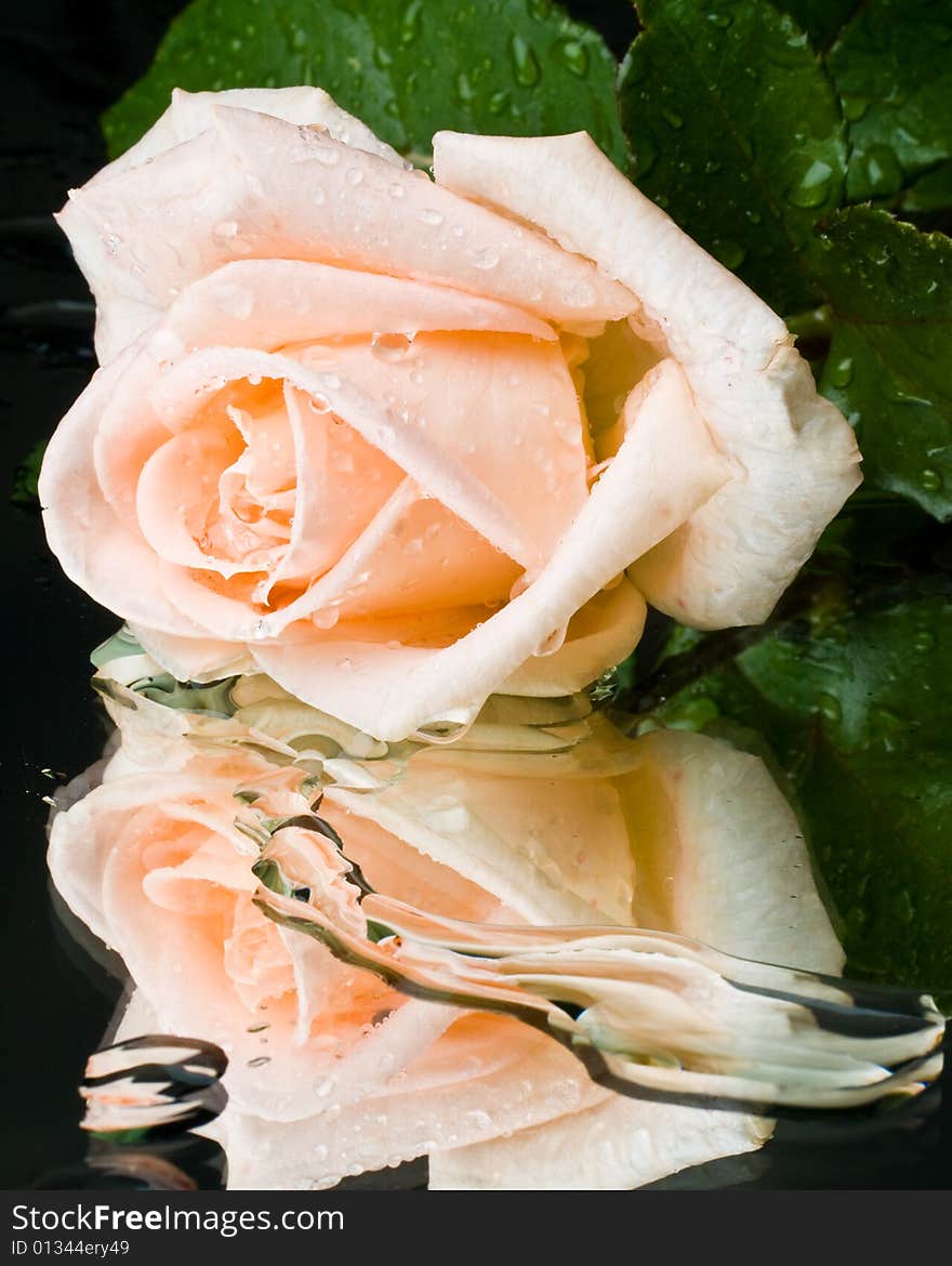 Pink rose with water drops on a mirror surface