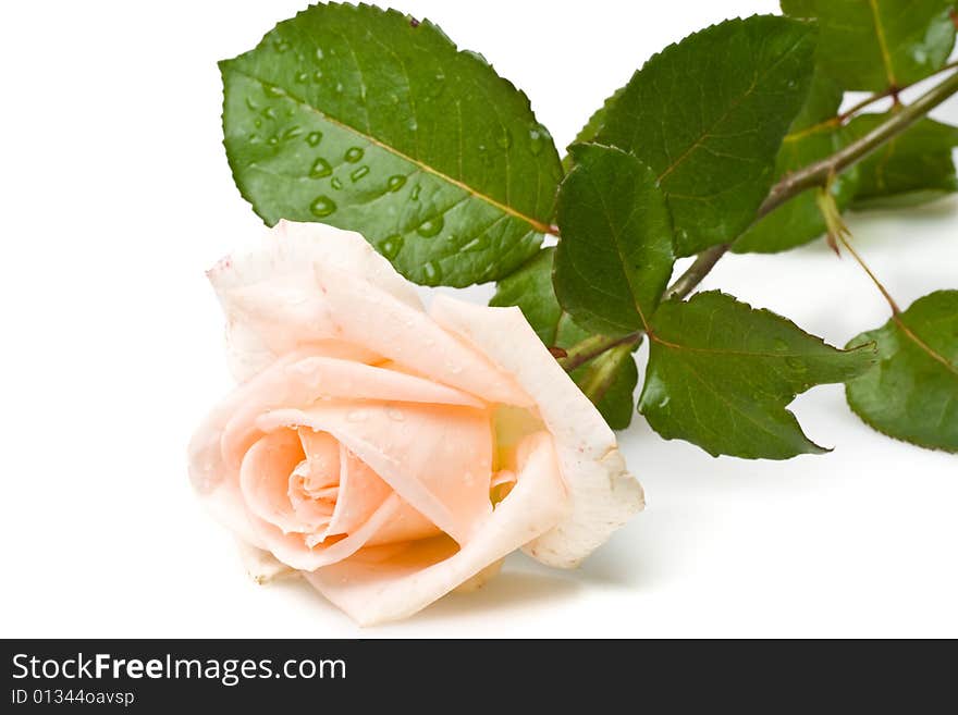 Pink rose with water drops on a white background