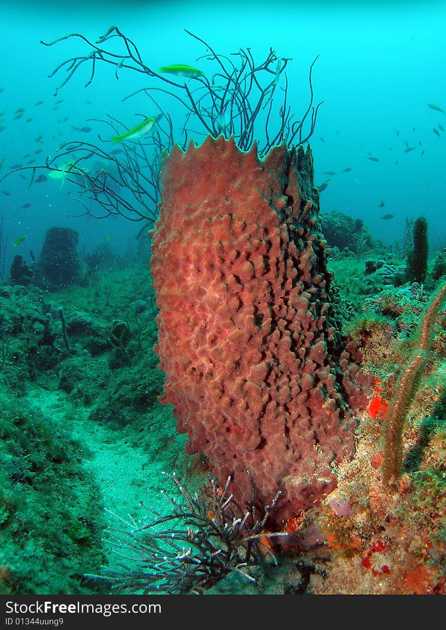 This shot was taken at a depth of 45 feet  on a reef called the lighthouse Ledge in the Atlantic ocean. Pompano Beach, Florida is the place to dive. This shot was taken at a depth of 45 feet  on a reef called the lighthouse Ledge in the Atlantic ocean. Pompano Beach, Florida is the place to dive.