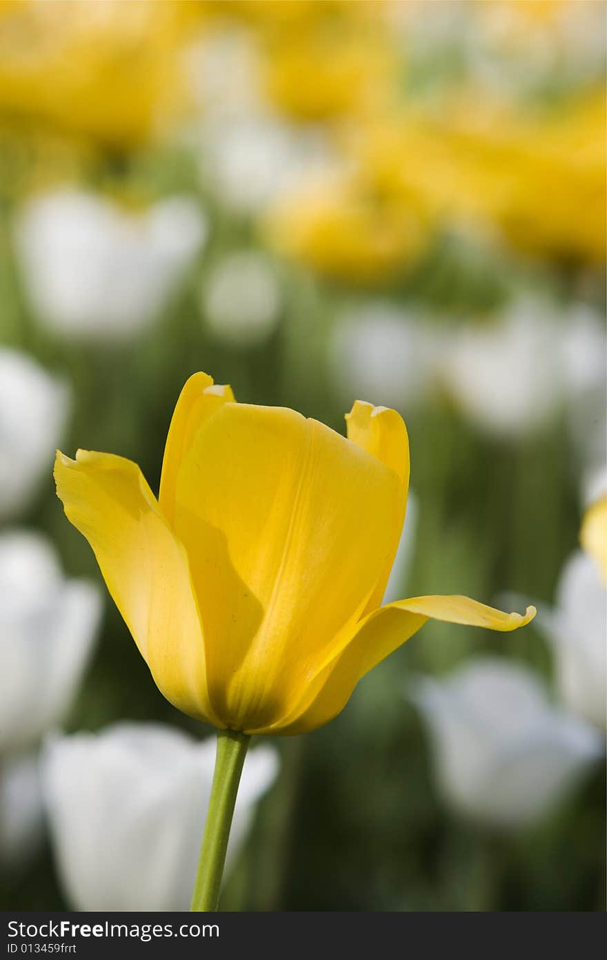 Single yellow tulip on a background of white and yellow tulips. Single yellow tulip on a background of white and yellow tulips