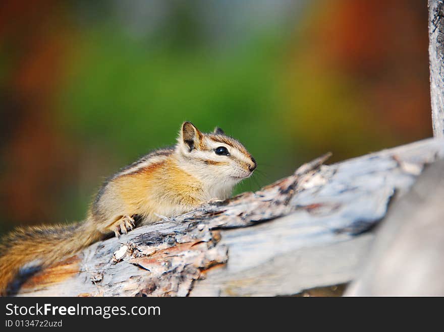 Little chipmonk close up on a tree