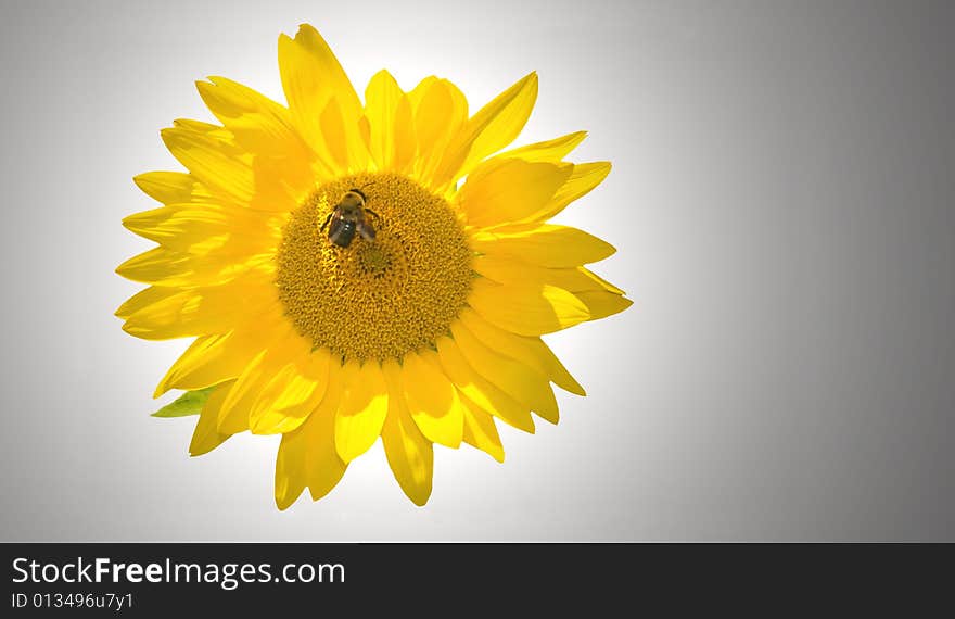 A view of an isolated yellow sunflower with a bee in the middle with light rendering effects. A view of an isolated yellow sunflower with a bee in the middle with light rendering effects.