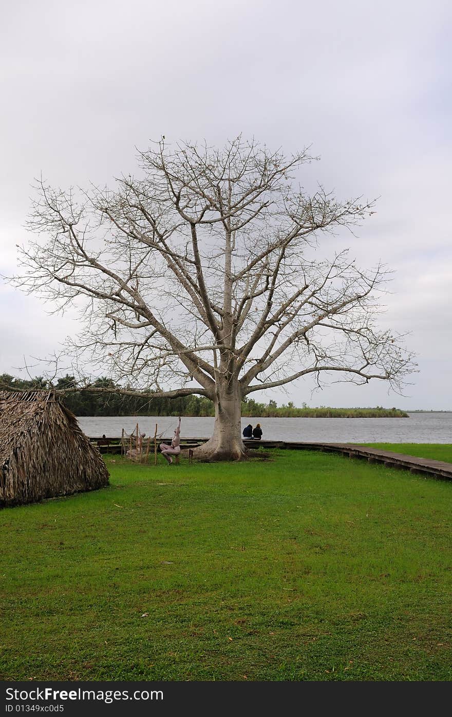 Majestic ceiba tree on tropical  cuban landscape