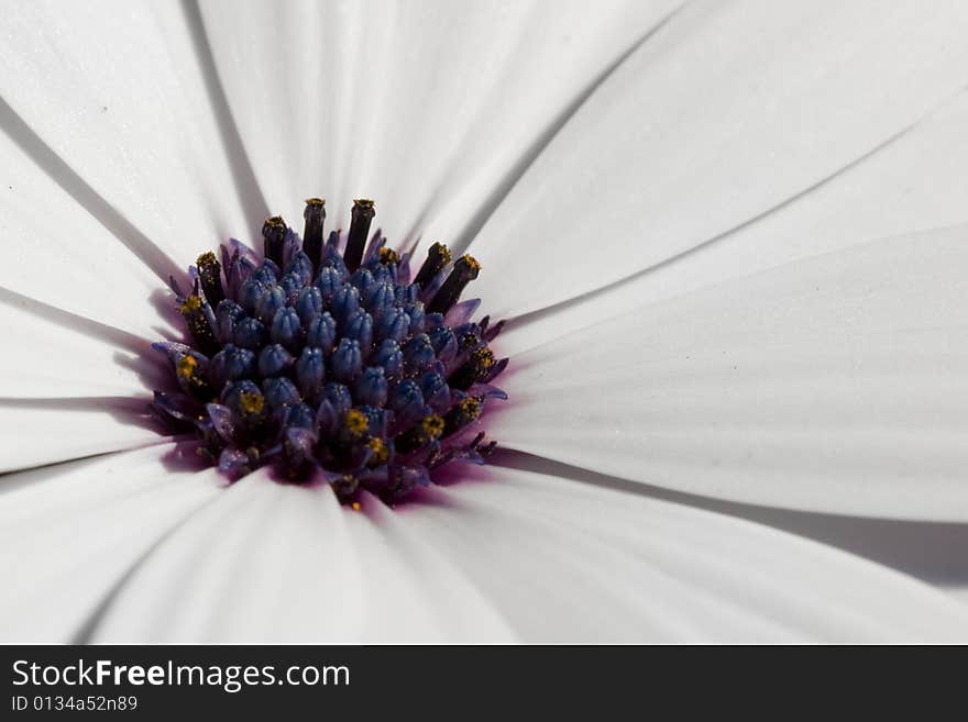 A close up view of the pollen and core of a flower. A close up view of the pollen and core of a flower