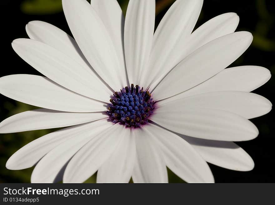 White Flower