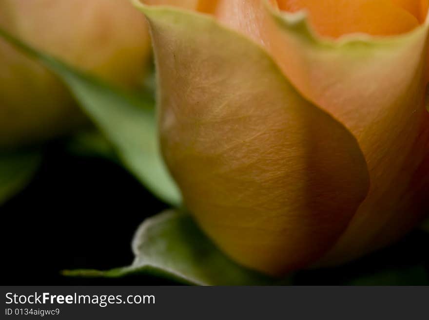 A view of a pink rose from the side