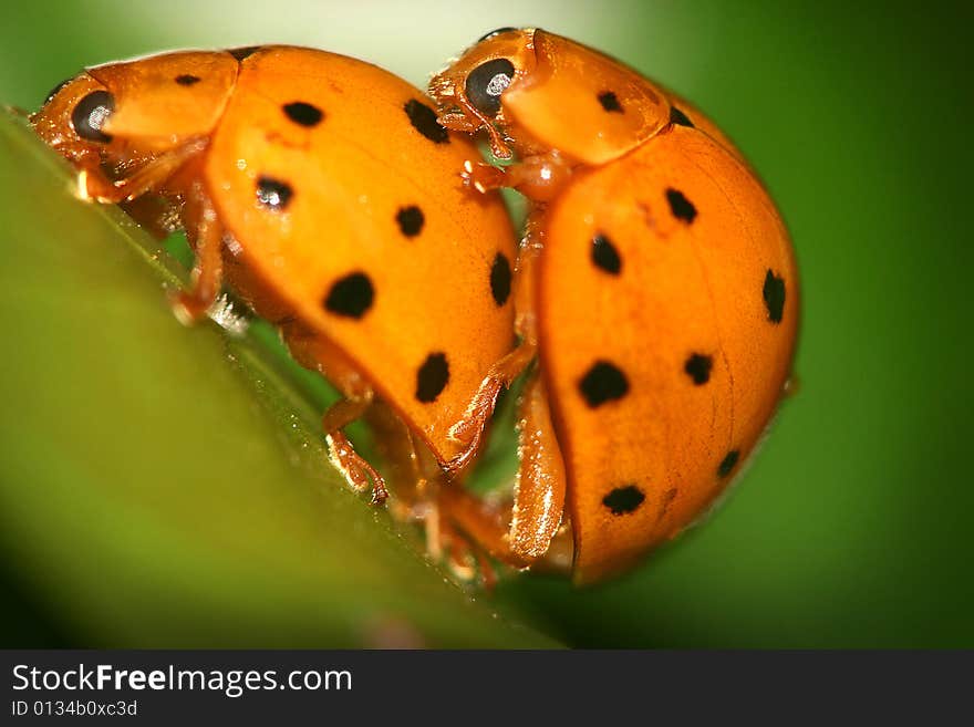 Ladybugs mating