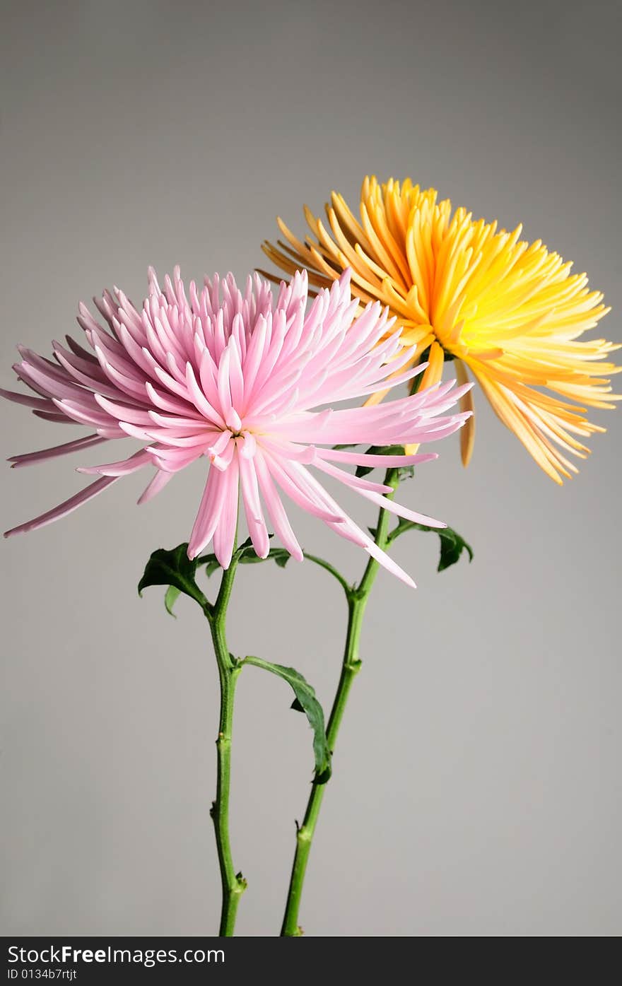 Chrysanthemums