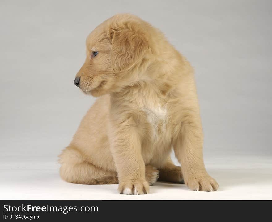 Golden Retriever puppy look away from camera.