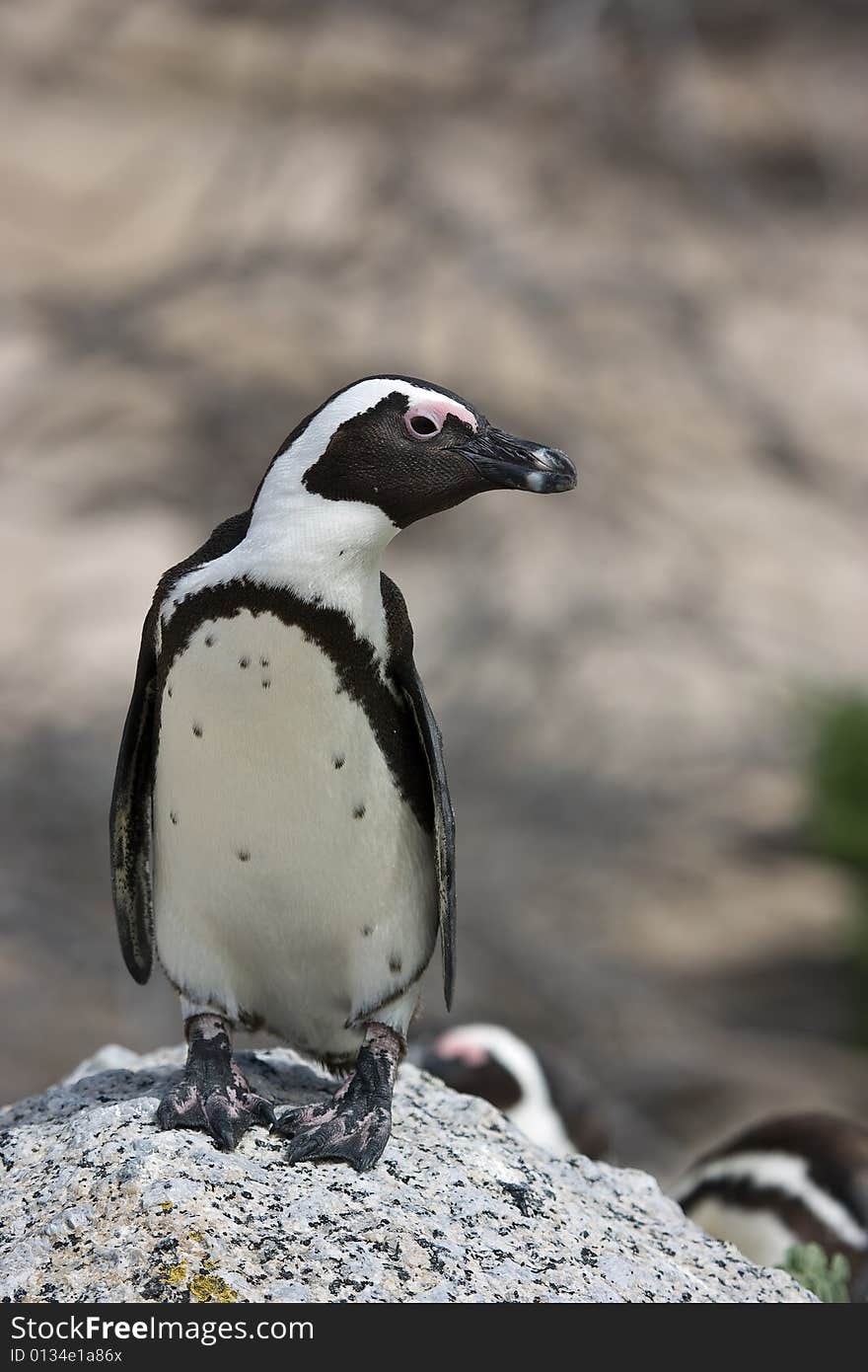 Penguin standing on a rock