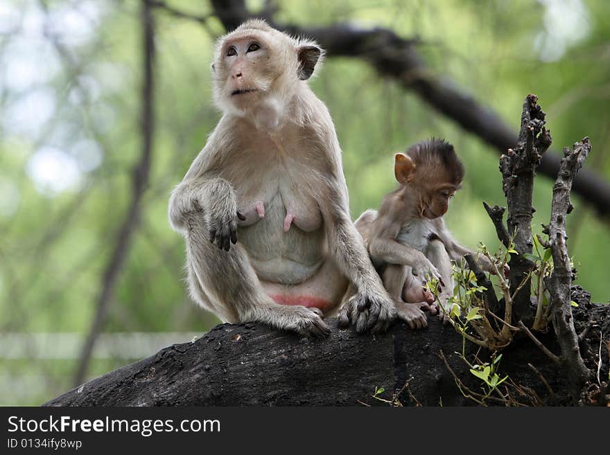 Monkeys familly in a historical park at Asia. Monkeys familly in a historical park at Asia