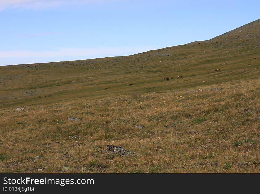 Altai Mountain in summer