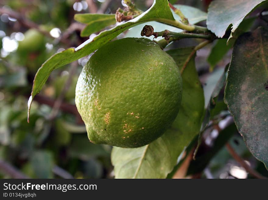 Green Lemon hanging from a branch