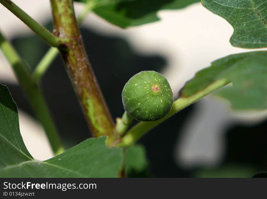 Solitary Baby Fig on a Branch