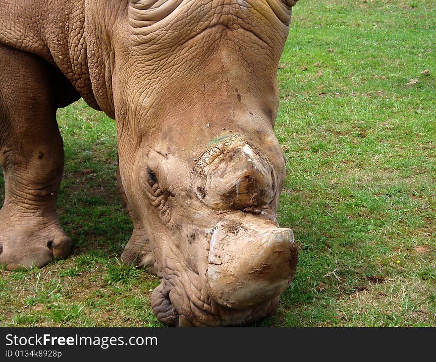 The White Rhinoceros or Square-lipped rhinoceros (Ceratotherium simum) is one of the five species of rhinoceros that still exist and is one of the few megafauna species left. Behind only the Elephant, it is probably the most massive remaining land animal in the world.