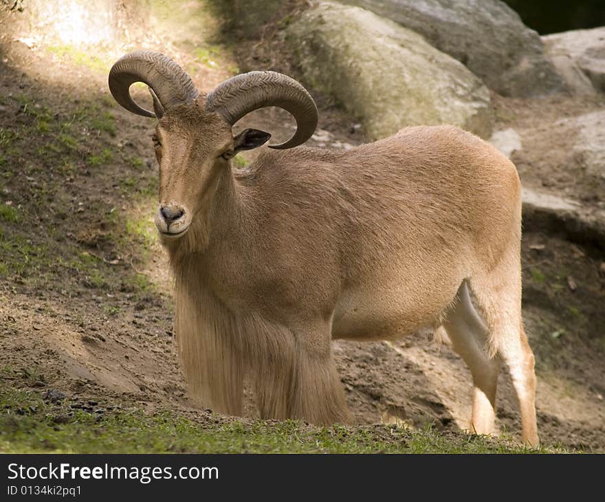 Mountain goat starring at a camera