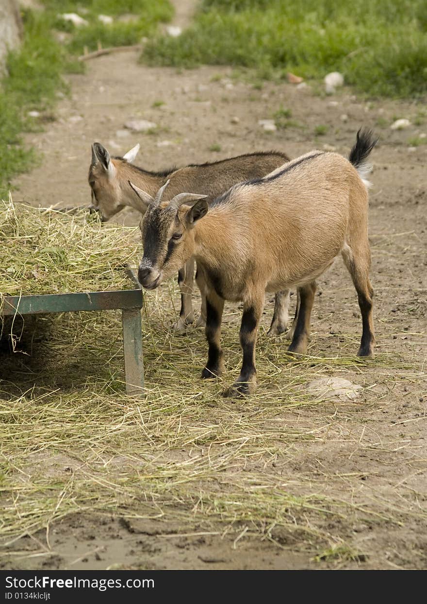 Goats grazing on the field in spring