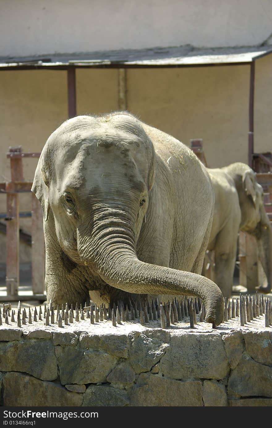 A small elephant in a zoo behind a fencing. A small elephant in a zoo behind a fencing