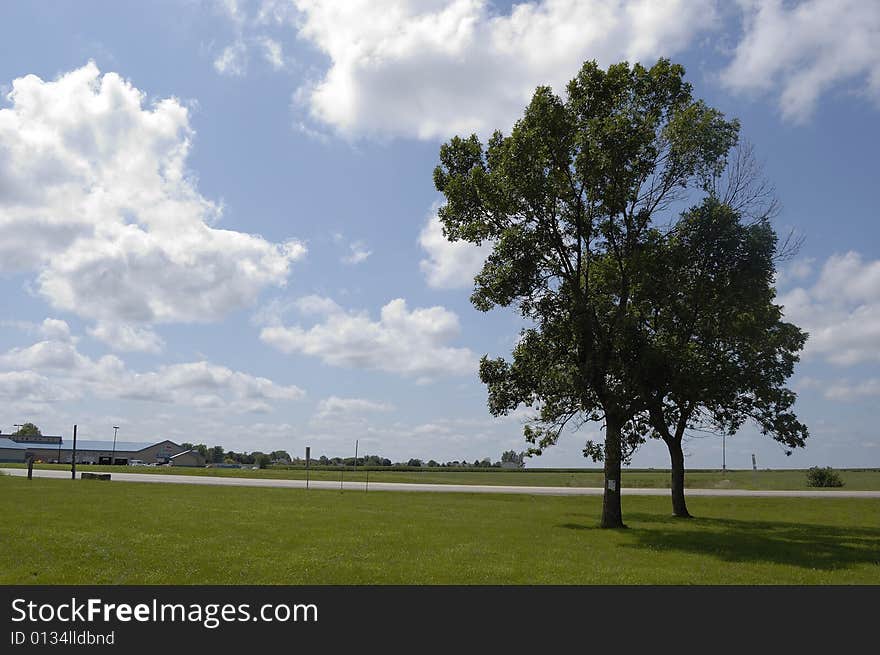 Illinois landscape, with tree, field and road crossing