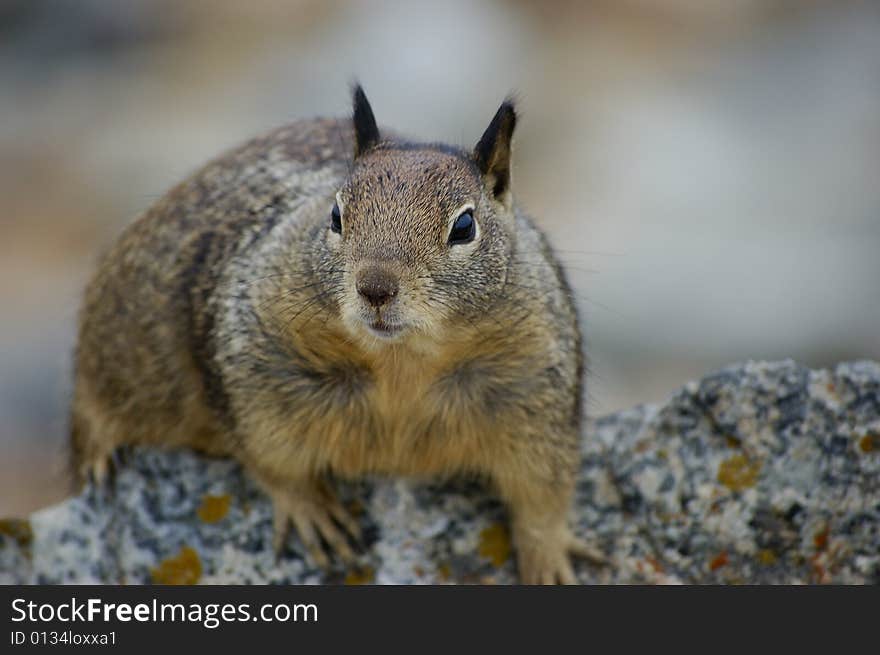 Close-up shot of a curious squirrel on a rock