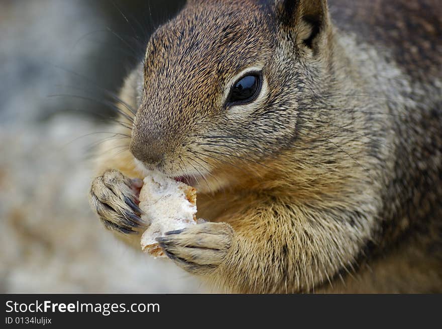 Close-up shot of a squirrel eating a biscuit on a rock