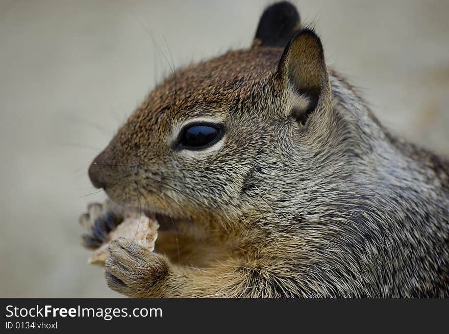 Close-up shot of a squirrel eating a biscuit on a rock