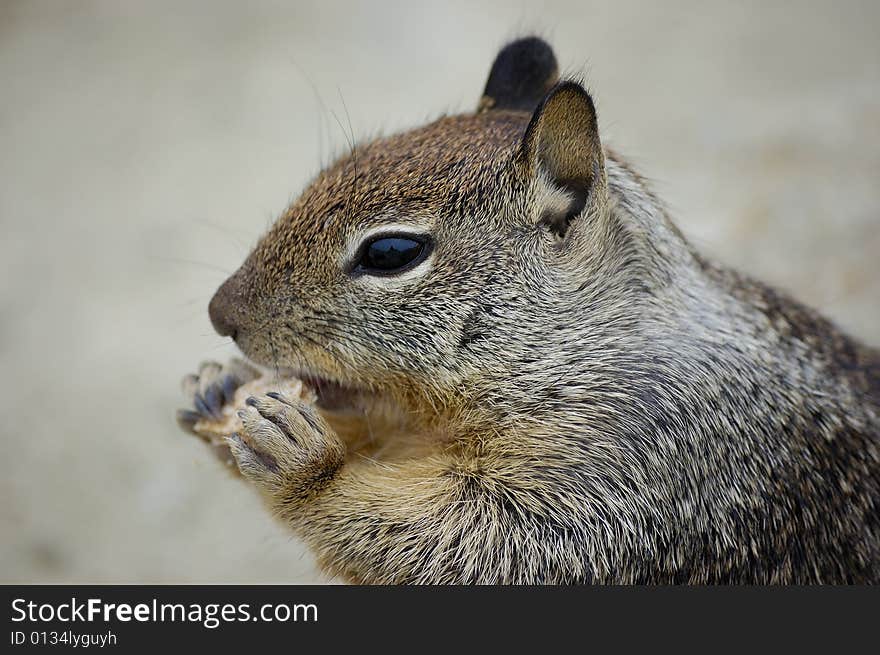 Close-up shot of a squirrel eating a biscuit on a rock