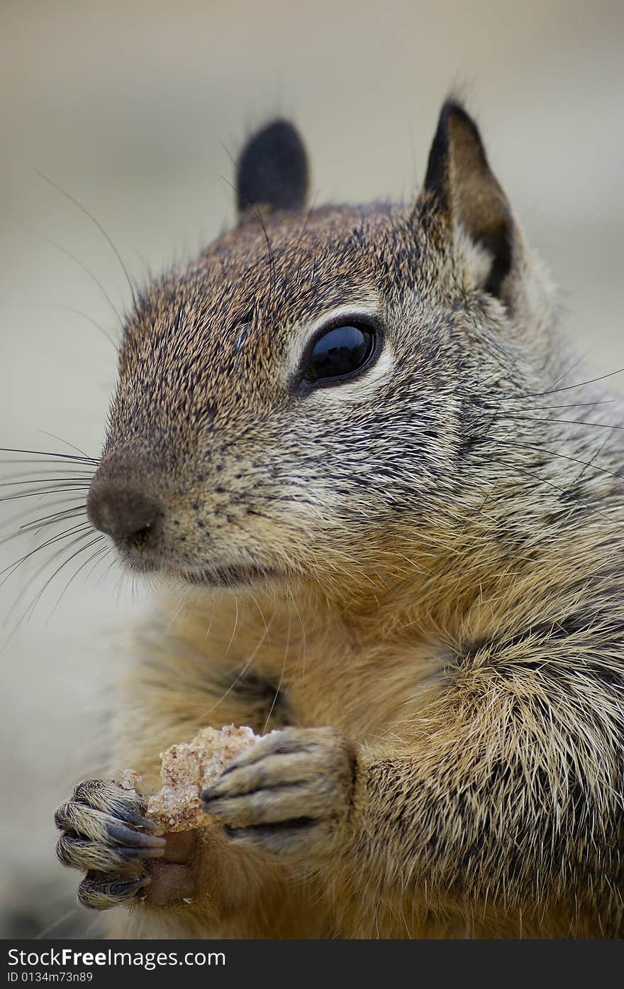 Close-up shot of a squirrel eating a biscuit on a rock