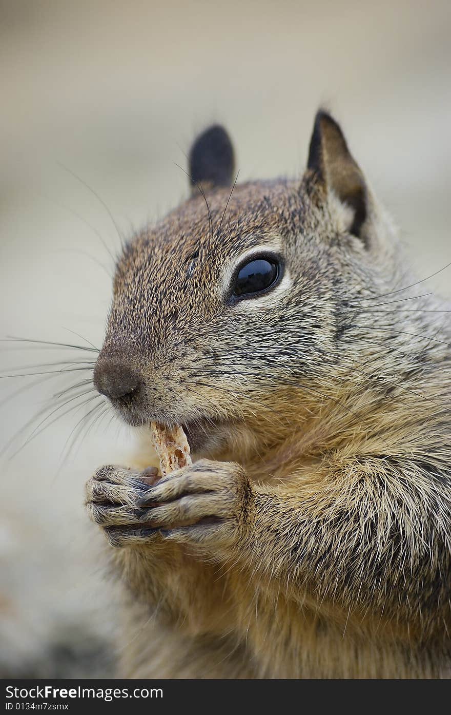 Close-up shot of a squirrel eating a biscuit on a rock