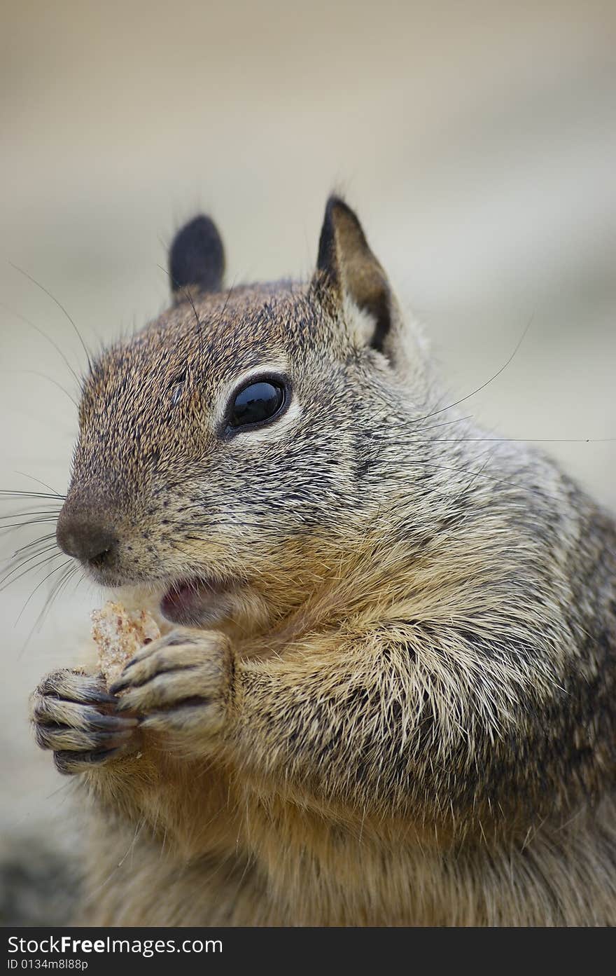 Close-up shot of a squirrel eating a biscuit on a rock