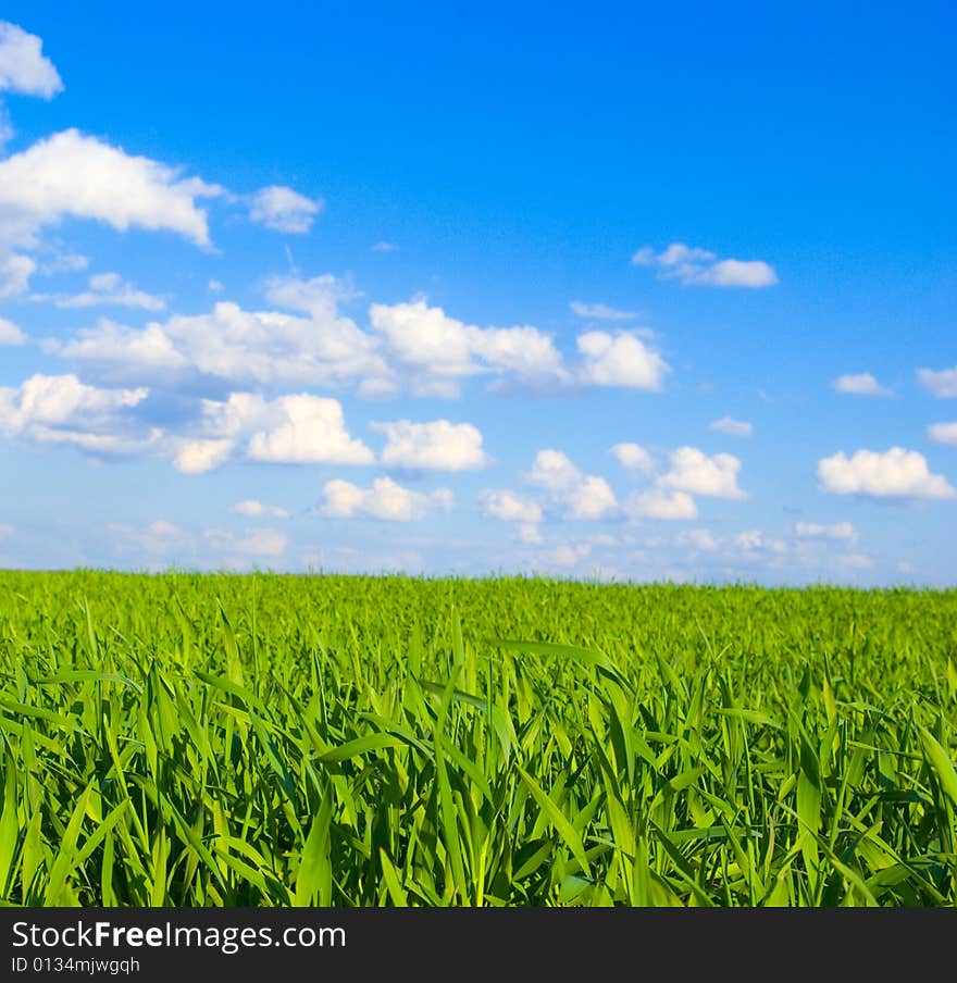 Field on a background of the blue sky