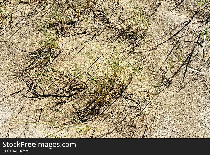 Detail of dune with helms of grass and their shadows and some little white feathers. Detail of dune with helms of grass and their shadows and some little white feathers