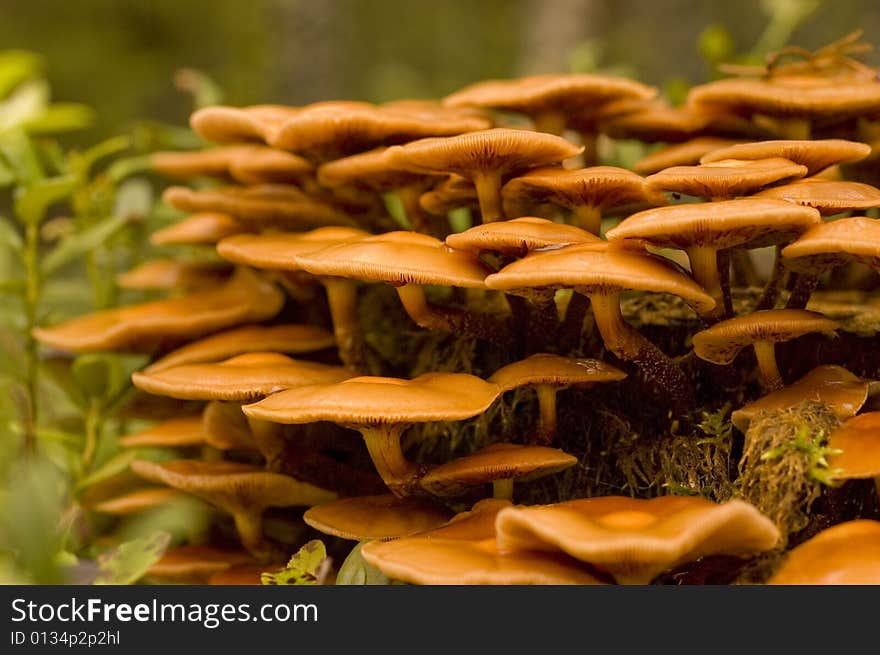 Toadstools colony on a stub