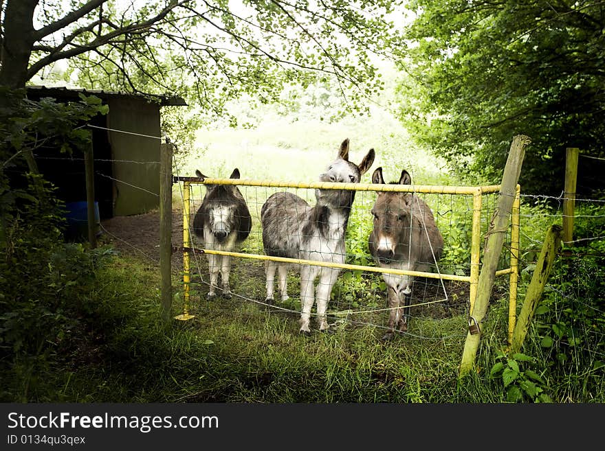 Donkeys